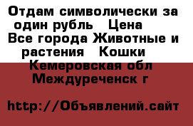 Отдам символически за один рубль › Цена ­ 1 - Все города Животные и растения » Кошки   . Кемеровская обл.,Междуреченск г.